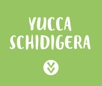 Yucca (Yucca schidigera)