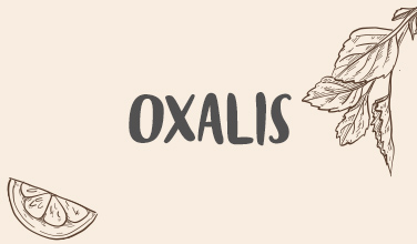 Čaje Oxalis