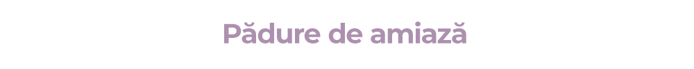 Pădure de amiază