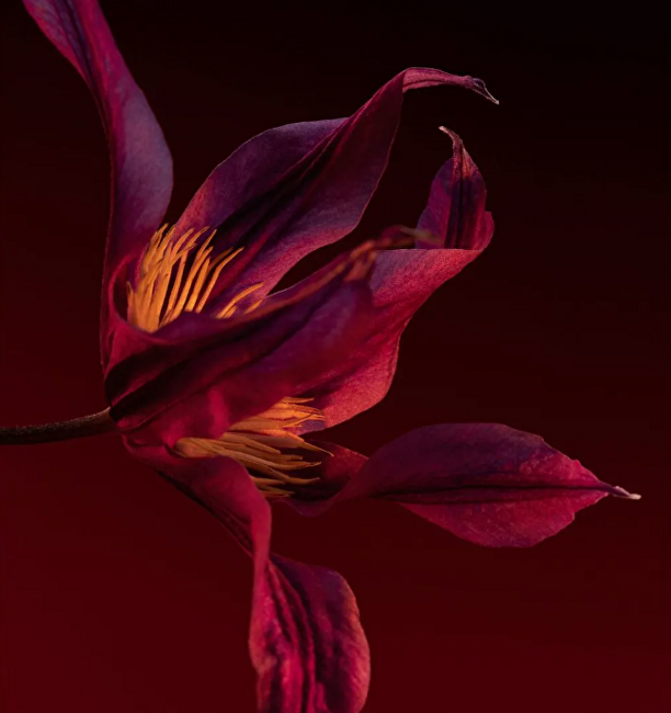 Boss The Scent Elixir Intense For Her - parfém