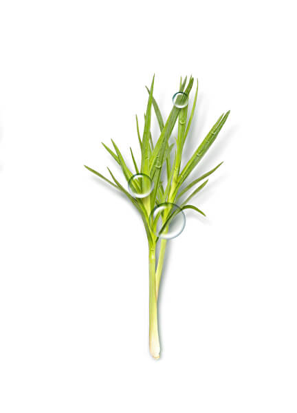 Cremă hidratantă pentru pielea normală până la mixtă BIO Lemongrass Fresh (Balancing Moisturizer) 50 ml