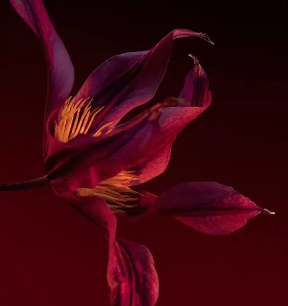 Boss The Scent Elixir Intense For Her - parfém